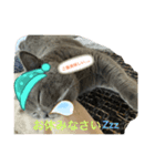 猫のもずくの1日（個別スタンプ：4）