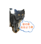 猫のもずくの1日（個別スタンプ：5）
