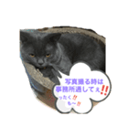 猫のもずくの1日（個別スタンプ：7）