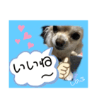 杏・李…7（個別スタンプ：13）