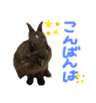 使えるスタンプ ペット編2.（個別スタンプ：3）