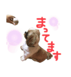 使えるスタンプ ペット編2.（個別スタンプ：10）