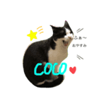 cocomocaごきげんスタンプ（個別スタンプ：1）