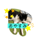 cocomocaごきげんスタンプ（個別スタンプ：13）