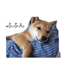 豆柴こたしゃん（個別スタンプ：3）
