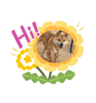豆柴こたしゃん（個別スタンプ：4）