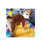 豆柴こたしゃん（個別スタンプ：5）