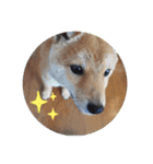 豆柴こたしゃん（個別スタンプ：7）