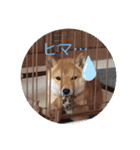 豆柴こたしゃん（個別スタンプ：8）