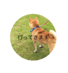 豆柴こたしゃん（個別スタンプ：9）