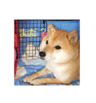 豆柴こたしゃん（個別スタンプ：13）