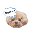 3ワンズ（個別スタンプ：2）