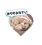 3ワンズ（個別スタンプ：5）