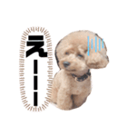 3ワンズ（個別スタンプ：11）