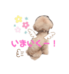 3ワンズ（個別スタンプ：13）