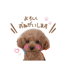 3ワンズ（個別スタンプ：20）