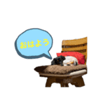 ぴのぴっぴスタンプ（個別スタンプ：2）
