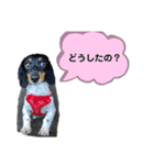 ぴのぴっぴスタンプ（個別スタンプ：5）