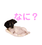 ぴのぴっぴスタンプ（個別スタンプ：7）