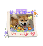 柴犬ジェームスjr2（個別スタンプ：8）