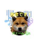 柴犬ジェームスjr2（個別スタンプ：9）