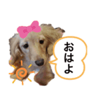 わんちゃん挨拶スタンプ（個別スタンプ：2）