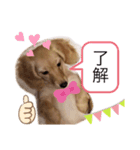 わんちゃん挨拶スタンプ（個別スタンプ：7）