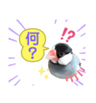 桜文鳥のつぶやき（個別スタンプ：1）