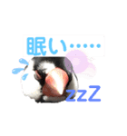 桜文鳥のつぶやき（個別スタンプ：2）