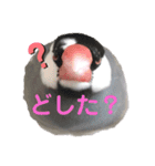 桜文鳥のつぶやき（個別スタンプ：3）