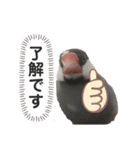 桜文鳥のつぶやき（個別スタンプ：5）