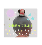 桜文鳥のつぶやき（個別スタンプ：8）