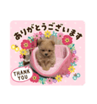 ポメプー♡ひめちゃん（個別スタンプ：2）