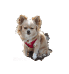 my dog chiru（個別スタンプ：1）