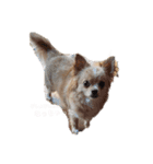 my dog chiru（個別スタンプ：2）