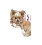 my dog chiru（個別スタンプ：3）