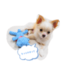 my dog chiru（個別スタンプ：4）