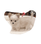 my dog chiru（個別スタンプ：5）