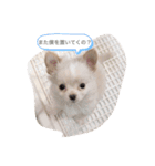 my dog chiru（個別スタンプ：6）