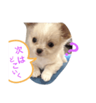 my dog chiru（個別スタンプ：7）
