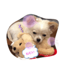 my dog chiru（個別スタンプ：8）