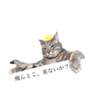 子猫のアッシュちゃん（個別スタンプ：1）