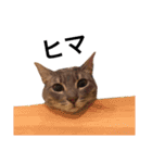 子猫のアッシュちゃん（個別スタンプ：7）