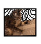 子猫のアッシュちゃん（個別スタンプ：9）