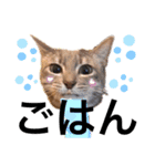 子猫のアッシュちゃん（個別スタンプ：11）