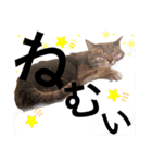 子猫のアッシュちゃん（個別スタンプ：14）