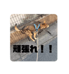 雑種のクゥさん（個別スタンプ：16）