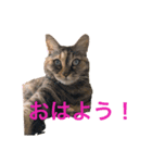 キジトラのネコ（個別スタンプ：1）