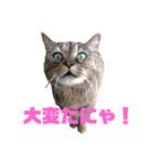 キジトラのネコ（個別スタンプ：2）