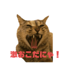 キジトラのネコ（個別スタンプ：3）